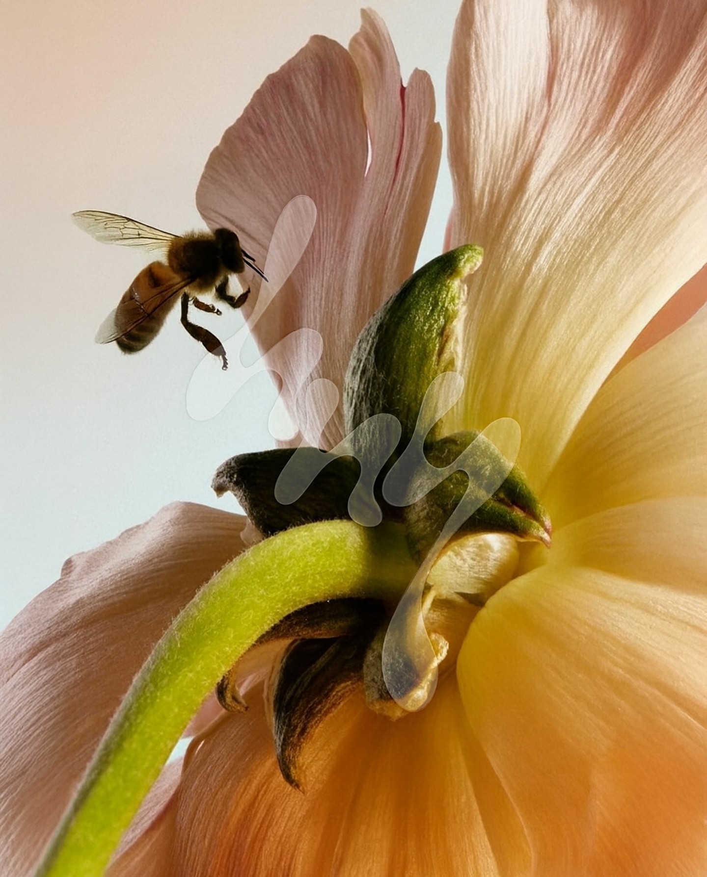 Graphic depicting a hexagonal cropped photo of an interior room design with grid lines along its borders.